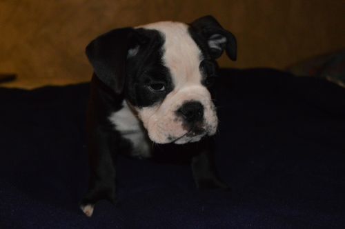 English Bulldog Puppies