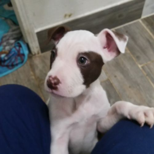 Labrador mix pitt 8 weeks old