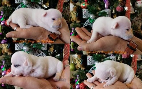 AKC Puppies Available English Bulldog