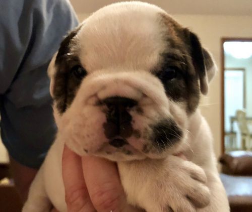 English bulldog puppies