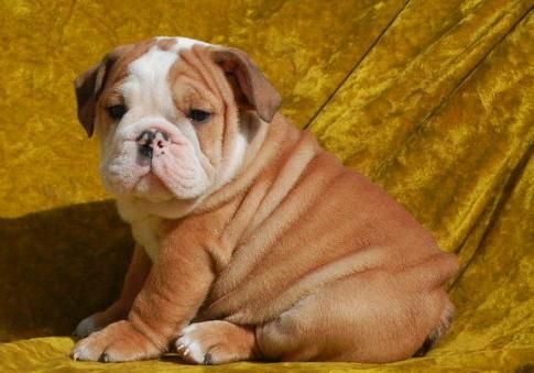 English Bulldog Puppies Available
