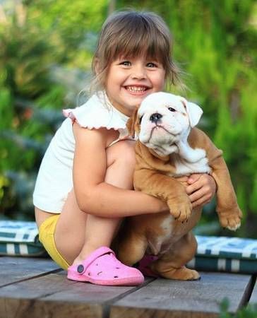 Akc registered English Bulldog puppies