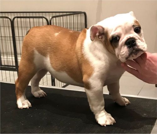 British bulldog female Pup