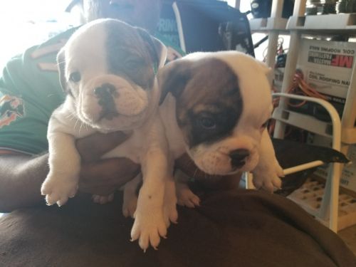 English Bulldog pups for sale