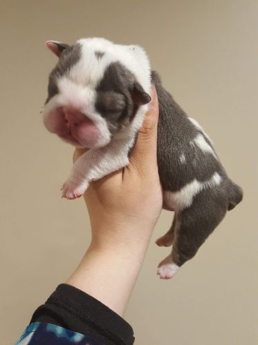 Chocolate City Bulldogs has Puppies
