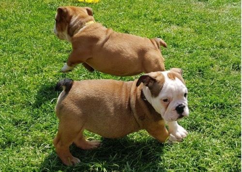 **english Bulldog Puppies - Triple Carriers**