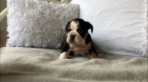 Kc Reg Bulldog Pup!! Last Girl Remaining!!