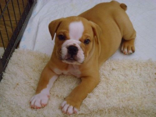 Lilac English Bulldog Puppys