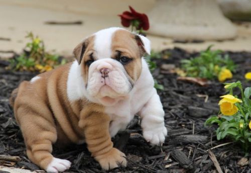 English Bulldog Puppies