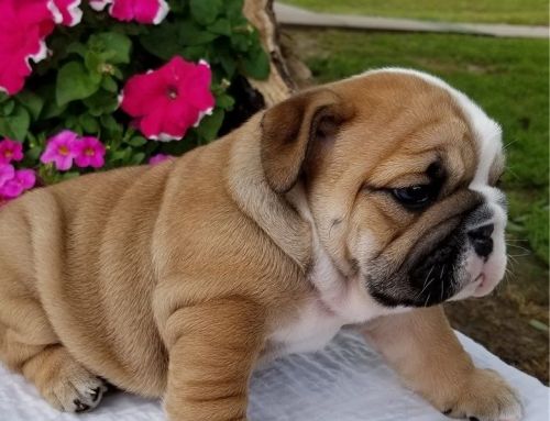 English Bulldog Puppies