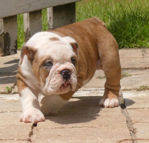 Neibull Puppies Girls For Sale
