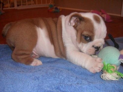 English Bulldog Pure Bred