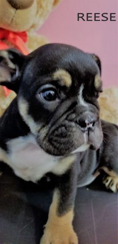 Adorable AKC English Bulldog Puppies Ready to Go!