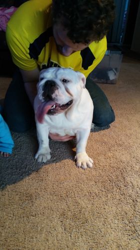 Akc english bulldog
