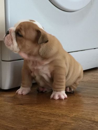 Lilac Fawn Triple Carrier Uks Smallest