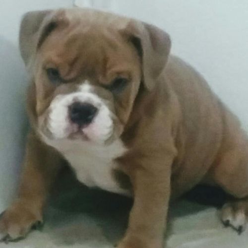 English Bulldog