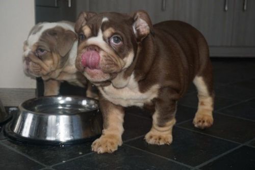 Lovely AKC Egnlish Bulldog Puppies