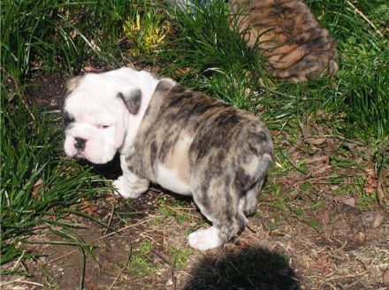 Beautiful snowballs English Bulldog Puppies
