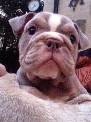 stunning lilac tri girl English Bulldog pup