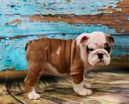 Top Quality English Bulldog Puppies