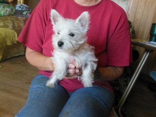 West Highland Terrier puppies..
