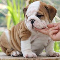 Adorable English Bulldog