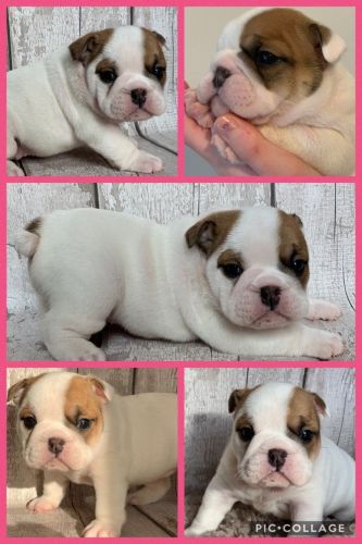 English Bulldog
