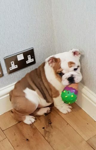 Chunky English bulldog puppies