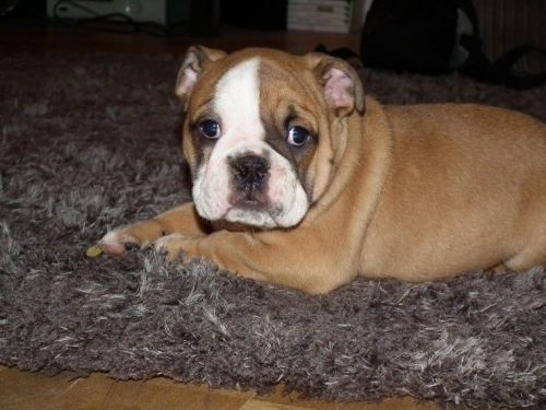 Exceptional Female English Bulldog Puppy