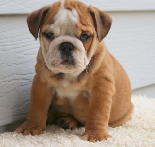 AKC English Bulldog Puppies