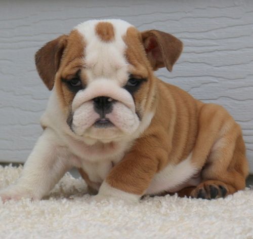 Healthy English Bulldog puppies. (***) ***-***2