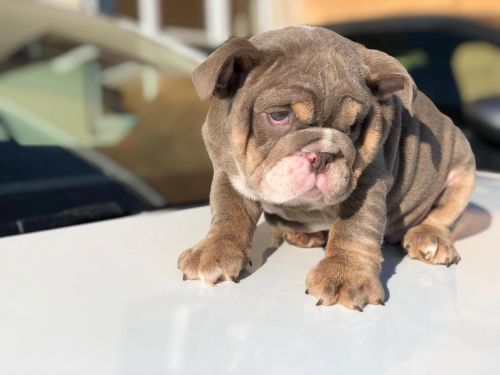 Super Adorable English Bulldog Puppies