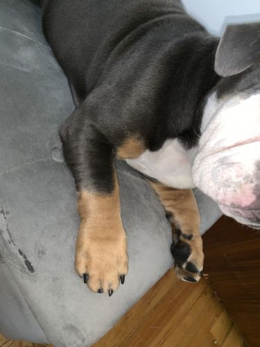 Blue Tri English Bulldog