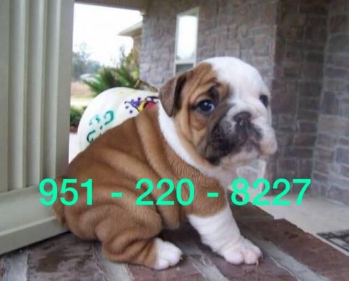 English bulldog puppies