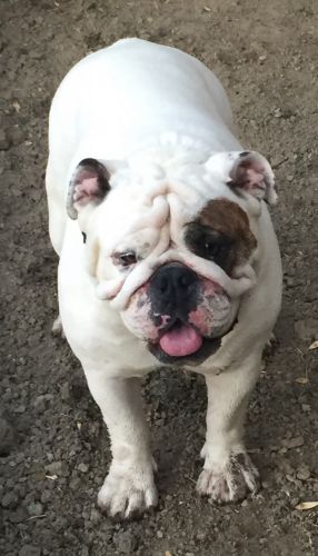 English Bulldog