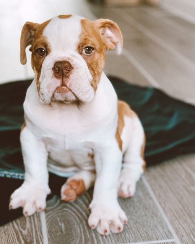 Chocolate/White Brindle English Bulldog