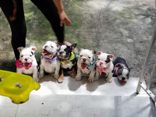 English bulldogs exotics