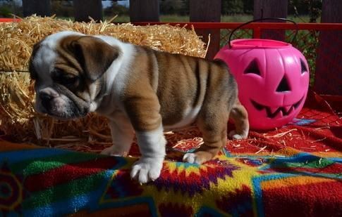 a mixed english bulldog