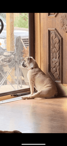 10 Akc Female bulldog