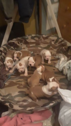 Ready for Christmas and loving forever homes