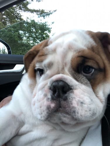 English Bulldog