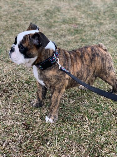 Female Victorian Bulldog (14 weeks)