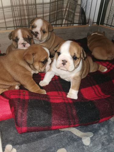 Beautiful English Bulldog puppies Ready Now.