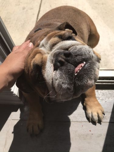 Beautiful Baby Bulldog needs a new home!