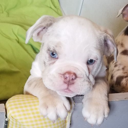 Merle Bulldog Puppies