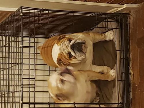 English Bulldog puppies