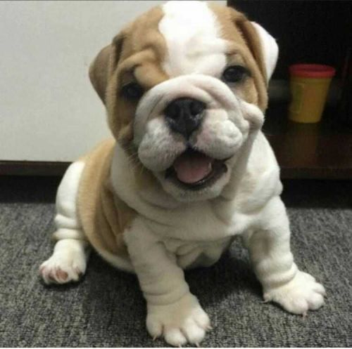 English bulldog pups
