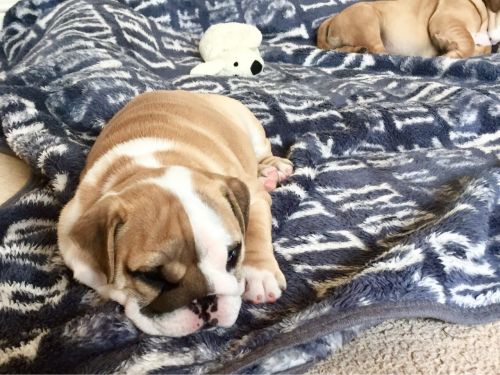 English bulldog puppies for sale text ***