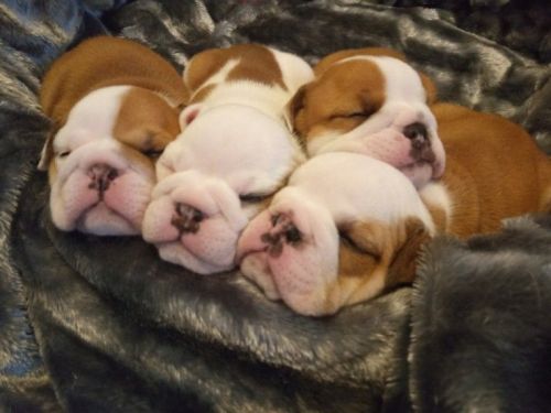 english bulldog available