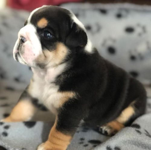 English bulldog puppies for sale